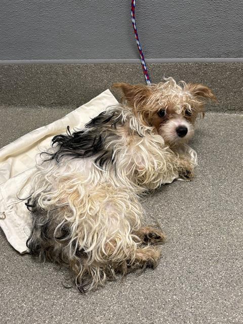 Shelter Stray Male Dog last seen , 655 N Mojave Rd, Las Vegas, NV 89101, USA