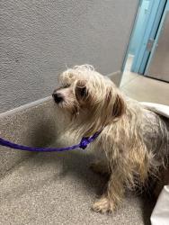 Shelter Stray Male Dog last seen , 655 N Mojave Rd, Las Vegas, NV 89101, USA