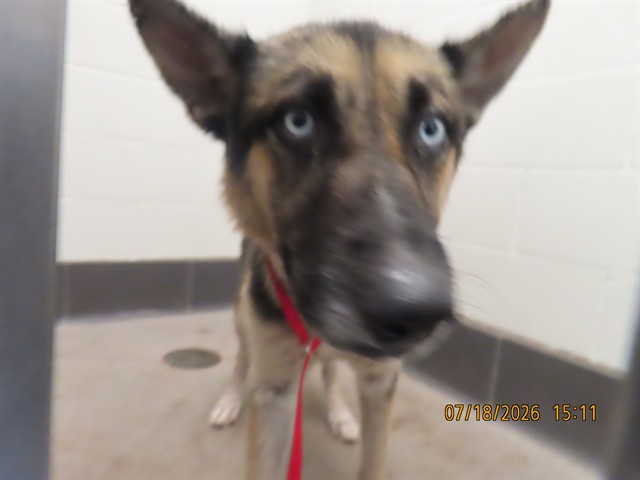 Shelter Stray Male Dog last seen FRYE - 202, 5501 E Van Buren St, Phoenix, AZ 85008, USA