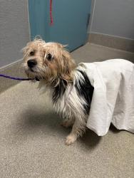 Shelter Stray Male Dog last seen , 655 N Mojave Rd, Las Vegas, NV 89101, USA