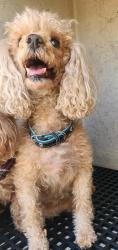 Shelter Stray Female Dog last seen Near BLOCK DON QUIXOTE ST, LAS VEGAS NV 89121, 655 N Mojave Rd, Las Vegas, NV 89101, USA