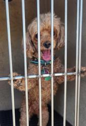 Shelter Stray Female Dog last seen Near BLOCK DON QUIXOTE ST, LAS VEGAS NV 89121, 655 N Mojave Rd, Las Vegas, NV 89101, USA