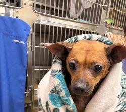 Shelter Stray Female Dog last seen E OXFORD AVE AND MISSION AVE, 130 Beyer Way, Chula Vista, CA 91911, USA