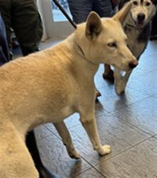 Shelter Stray Female Dog last seen , 11361 W Pico Blvd, Los Angeles, CA 90064, USA