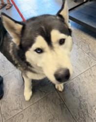 Shelter Stray Male Dog last seen , 11361 W Pico Blvd, Los Angeles, CA 90064, USA