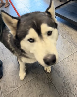 Shelter Stray Male Dog last seen , 11361 W Pico Blvd, Los Angeles, CA 90064, USA