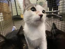 Shelter Stray Male Cat last seen , 1850 W 60th St, Los Angeles, CA 90047, USA