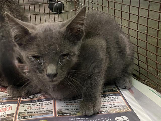 Shelter Stray Male Cat last seen , 1850 W 60th St, Los Angeles, CA 90047, USA