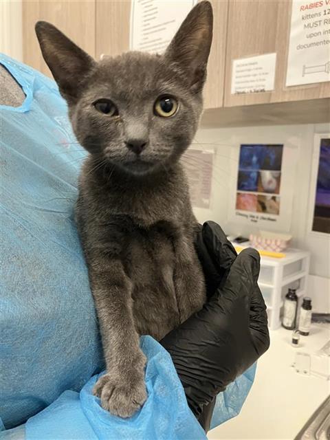 Shelter Stray Male Cat last seen Near BLOCK E BALCH AVE, FRESNO CA 93702 2905, 5277 E Airways Blvd, Fresno, CA 93727, USA