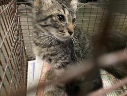 Shelter Stray Female Cat last seen , 1850 W 60th St, Los Angeles, CA 90047, USA