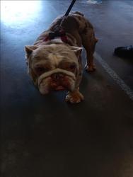 Shelter Stray Male Dog last seen , 1850 W 60th St, Los Angeles, CA 90047, USA