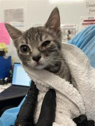 Shelter Stray Female Cat last seen Near BLOCK E BALCH AVE, FRESNO CA 93702 2905, 5277 E Airways Blvd, Fresno, CA 93727, USA
