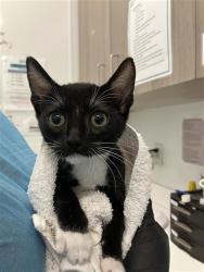 Shelter Stray Male Cat last seen Near BLOCK E BALCH AVE, FRESNO CA 93702 2905, 5277 E Airways Blvd, Fresno, CA 93727, USA