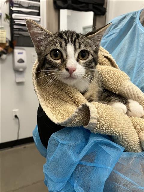 Shelter Stray Male Cat last seen Near BLOCK W EL PASO AVE, FRESNO CA 93711, 5277 E Airways Blvd, Fresno, CA 93727, USA