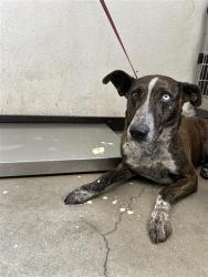 Shelter Stray Female Dog last seen Near BLOCK E NORMAL AVE, FRESNO CA 93703 3527, 5277 E Airways Blvd, Fresno, CA 93727, USA