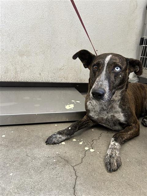 Shelter Stray Female Dog last seen Near BLOCK E NORMAL AVE, FRESNO CA 93703 3527, 5277 E Airways Blvd, Fresno, CA 93727, USA
