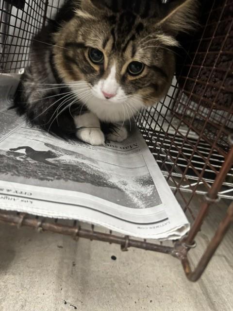 Shelter Stray Male Cat last seen , 14409 Vanowen St, Van Nuys, CA 91405, USA