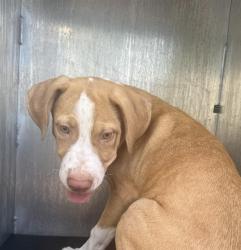 Shelter Stray Male Dog last seen Near BLOCK W THORIAN, 4710 TX-151, San Antonio, TX 78227, USA