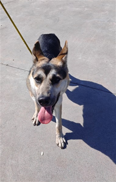 Shelter Stray Female Dog last seen , 4275 Elton St, Baldwin Park, CA 91706, USA