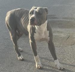 Shelter Stray Female Dog last seen Near BLOCK LAFFOON WAY, 4710 TX-151, San Antonio, TX 78227, USA