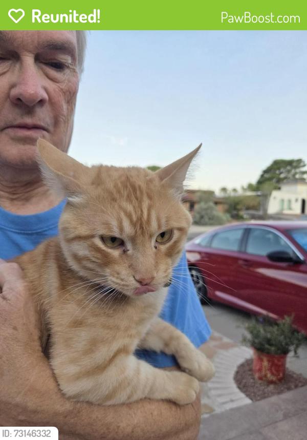 Reunited Male Cat last seen Belvedere & Espolon / close to Polk elementary, El Paso, TX 79912