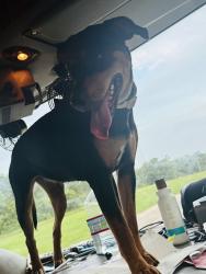 Lost Female Dog last seen Theodore Dawes Road & Old Pascagoula Road, Theodore, AL 36582