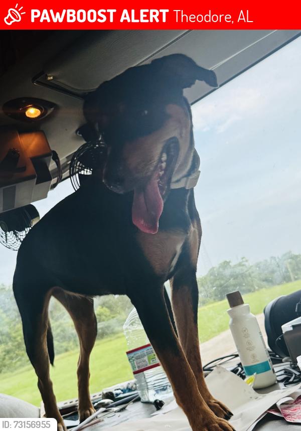 Lost Female Dog last seen Theodore Dawes Road & Old Pascagoula Road, Theodore, AL 36582