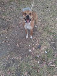 Reunited Male Dog last seen Tembladera st castroville, Castroville, CA 95012