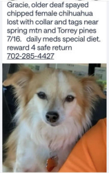 Reunited Female Dog last seen Villa Bonita neighborhood Spring Mtn Rd and Torrey Pines Las Vegas Nv, Spring Valley, NV 89146