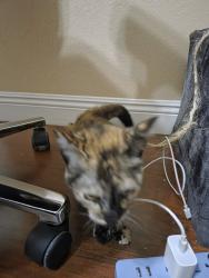Found/Stray Unknown Cat last seen Library next door, San Diego, CA 92128