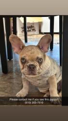 Lost Male Dog last seen Lafayette, Newark, CA 94560