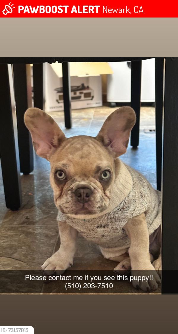 Lost Male Dog last seen Lafayette, Newark, CA 94560