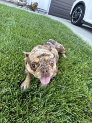 Found/Stray Female Dog last seen Baseline and Beech, Fontana, CA 92336