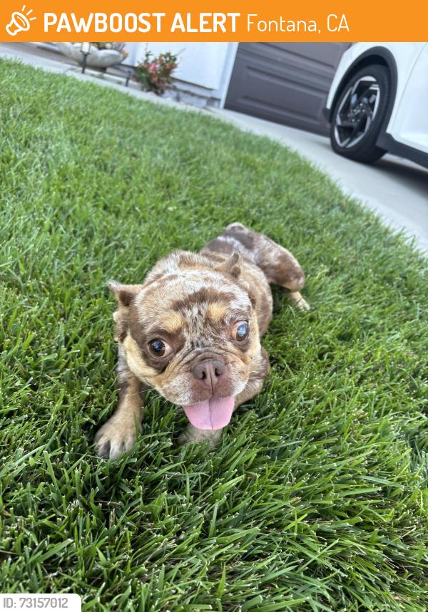 Found/Stray Female Dog last seen Baseline and Beech, Fontana, CA 92336