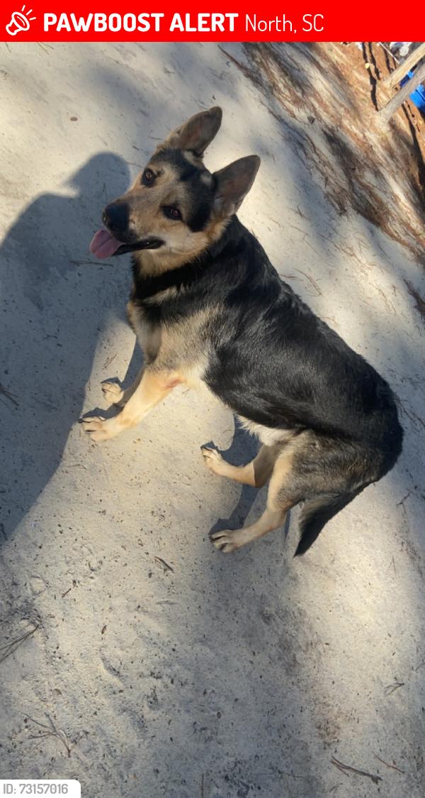 Lost Male Dog last seen Wolfton, North, SC 29112