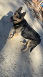 Lost Male Dog last seen Wolfton, North, SC 29112