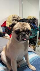 Lost Female Dog last seen Lafayette, Newark, CA 94560