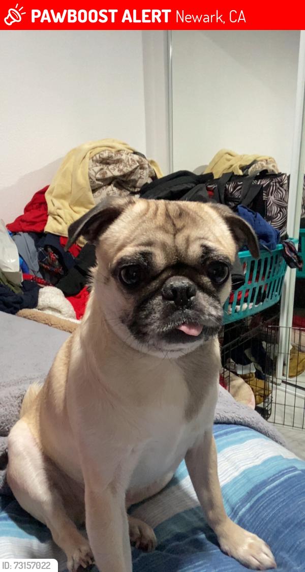 Lost Female Dog last seen Lafayette, Newark, CA 94560