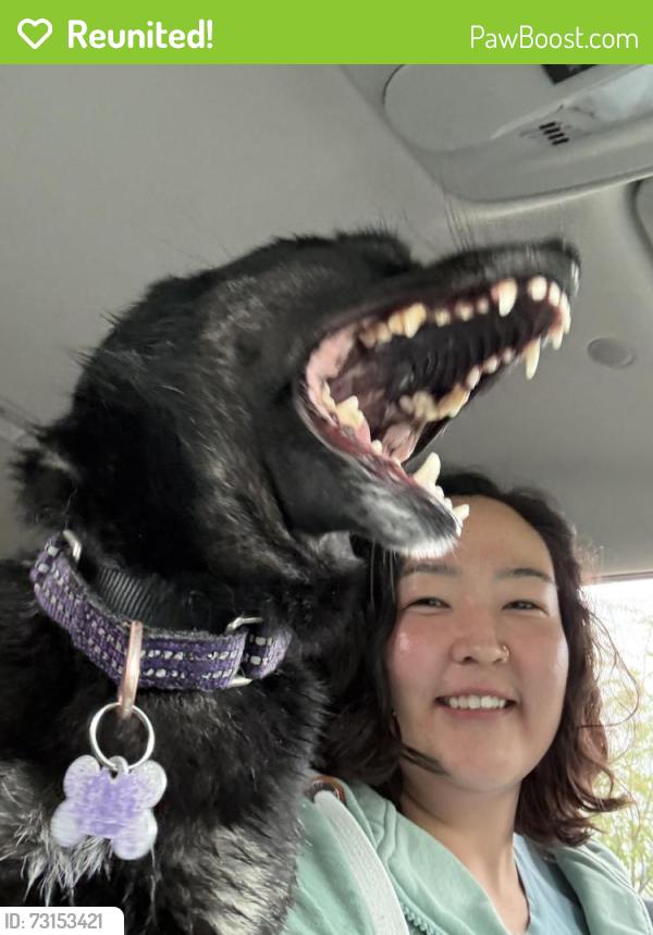 Reunited Female Dog last seen University lake medical building, Anchorage, AK 99508