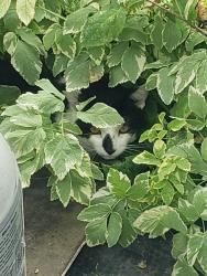 Found/Stray Unknown Cat last seen Fullerton and 73rd, Elmwood Park, IL 60707