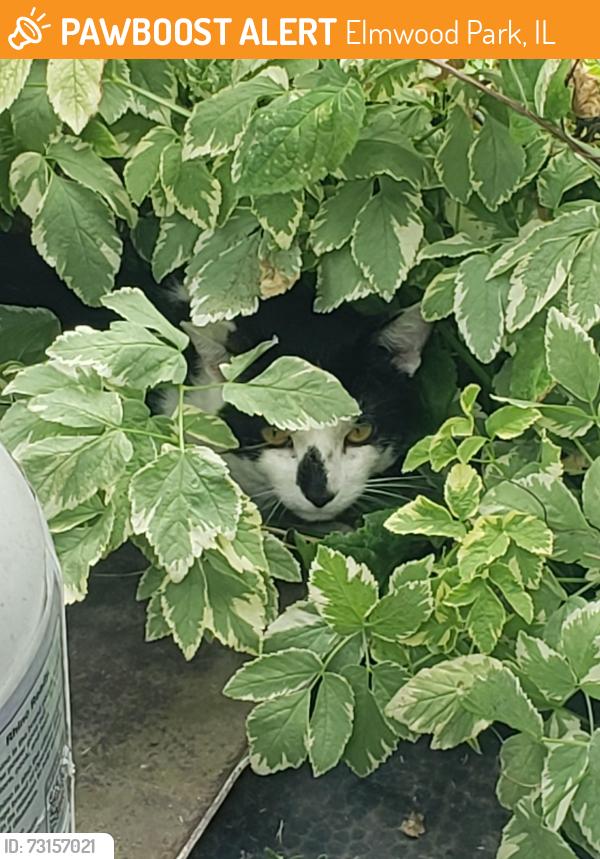 Found/Stray Unknown Cat last seen Fullerton and 73rd, Elmwood Park, IL 60707