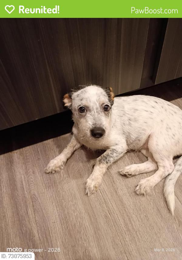 Reunited Female Dog last seen Canthree dr and grosenbacher rd, San Antonio, TX 78245
