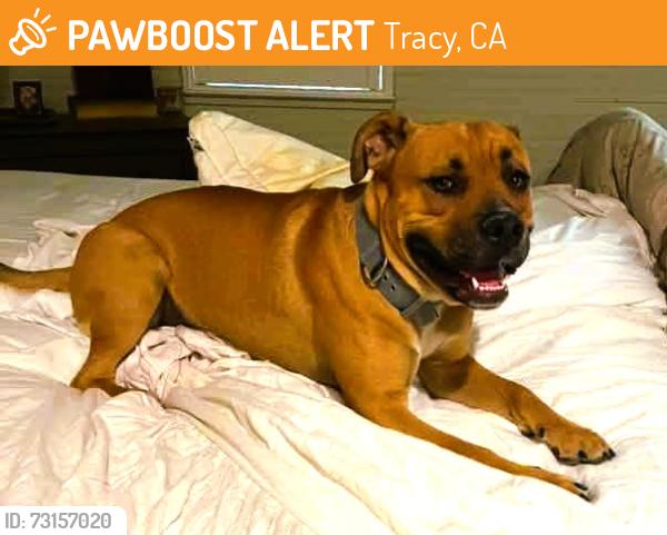 Found/Stray Male Dog last seen durham ferry bridge, Tracy, CA 95304