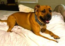 Found/Stray Male Dog last seen durham ferry bridge, Tracy, CA 95304