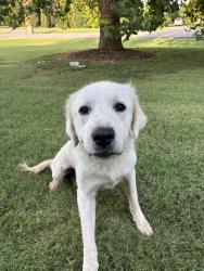 Found/Stray Male Dog last seen Air depot and Hefner, Edmond, OK 73013