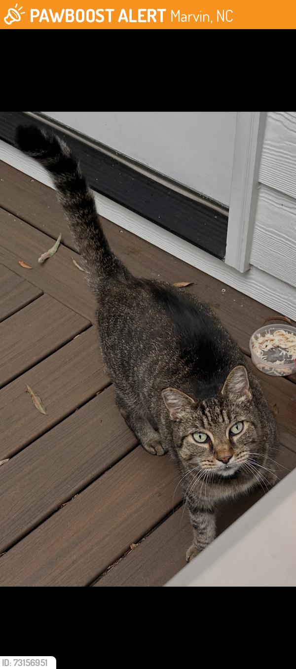 Found/Stray Male Cat last seen Joe Kerr neighborhoods, Marvin, NC 28173