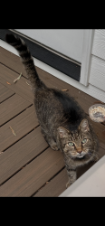 Found/Stray Male Cat last seen Joe Kerr neighborhoods, Marvin, NC 28173