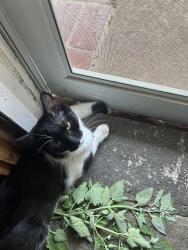 Reunited Female Cat last seen Miner St and Sconneltown Road, West Chester, PA 19382