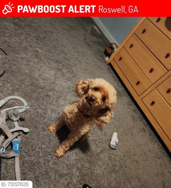 Lost Male Dog last seen Downtown roswell, Roswell, GA 30075