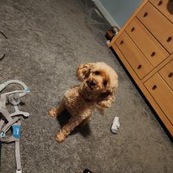 Lost Male Dog last seen Downtown roswell, Roswell, GA 30075